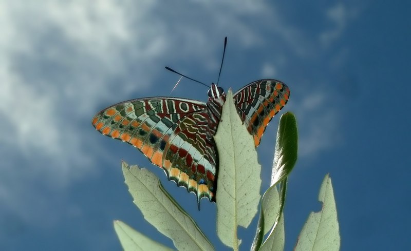 i Charaxes di Monte Malbe